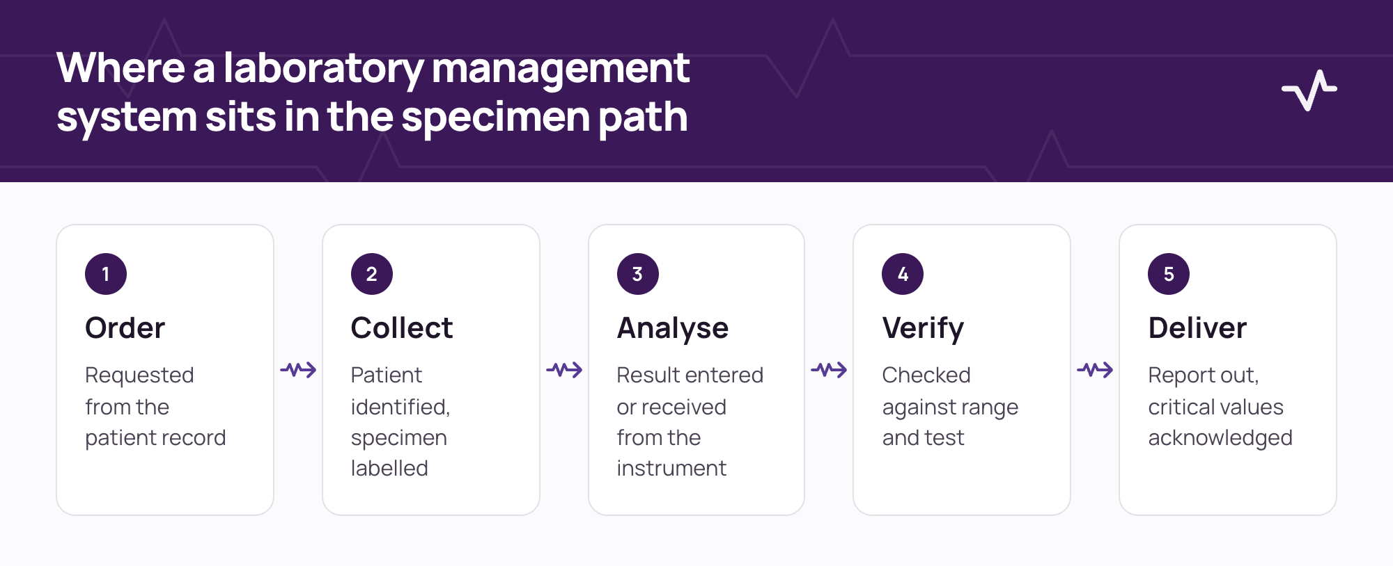 Specimen path in a laboratory: order, collection, analysis, verification and delivery of the result, with the check the system applies at each step.